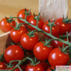 Roubované tyčkové rajče Manolo Red F1 (dříve Picolino F1)