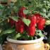 Balkonová paprika Redskin