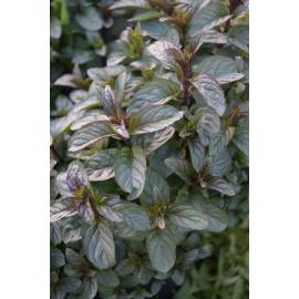 Mentha piperata Chocolate (Čokol&aacute;dov&aacute; m&aacute;ta)