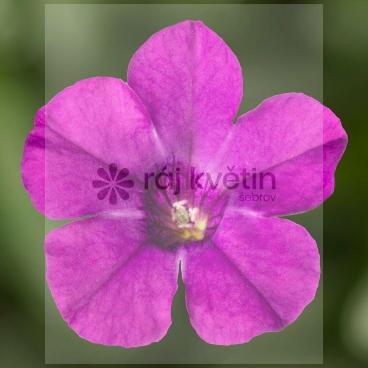 Kompaktní polopřevislá petunie - surfinie Itsy Purple 2ks