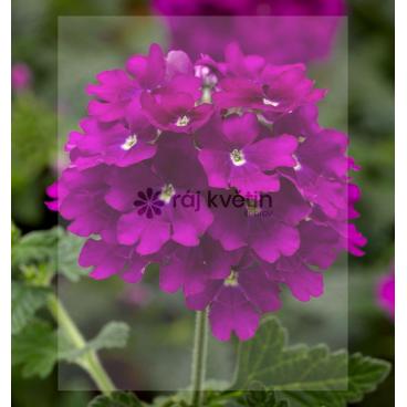 Verbena - sporýš L. Bright Purple 2ks