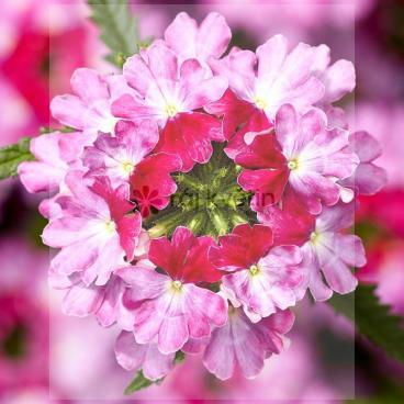 Verbena vzpř&iacute;men&aacute; - spor&yacute;&scaron; L. Up Twister Rose 2ks