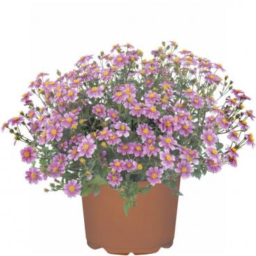 Bidens - dvojzubec - balkongold S.Pink Beauty 2ks
