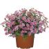 Bidens - dvojzubec - balkongold S.Pink Beauty 2ks