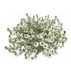 Scaevola - vějířovka Wh. White 2ks