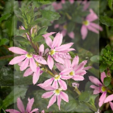 Scaevola - vějířovka Pink 2ks