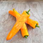 Paprika Manati Orange F1