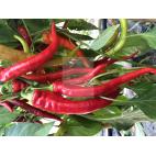 Paprika Milder Spiral