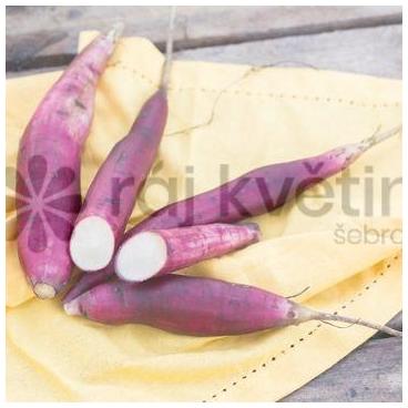 Yacon - jakon - Inka Red- Smallanthus sonchifolius