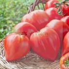 Roubované tyčkové rajče Coeur de Boeuf