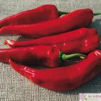 Roubovaná paprika Lipari F1