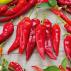 Paprika Lipari F1