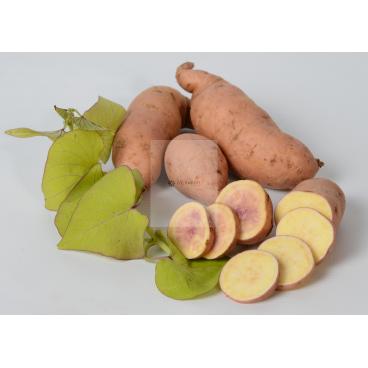 Sladké brambory - Batáty- povíjnice batátová (Ipomea batatas) Treasure Island Makatea