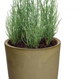 Slaná bylinka - Slanorožec - mořský chřest- Salicornia europaea
