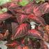 Okrasná kopřiva - coleus King Henry