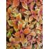 Okrasná kopřiva - coleus Copper