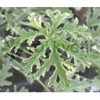 Vonný muškát - Pelargonium Mint- vůně máty