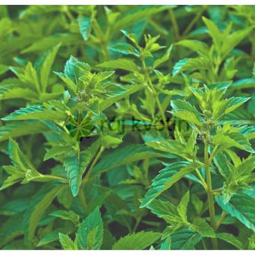 M&aacute;ta japonsk&aacute; - Mentha Abura