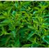 Máta japonská - Mentha Abura