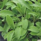 Šalvěj - Salvia off. Evita Strong