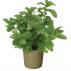 Máta - Mentha Kentacky Colonel