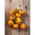 Roubované tyčkové rajče Starlias Orange (dříve Bolzano) F1