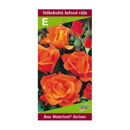 Sadová růže WESTERLAND