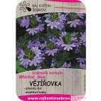 Scaevola - vějířovka Blue 2ks